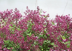 Lilac Bloomerang 